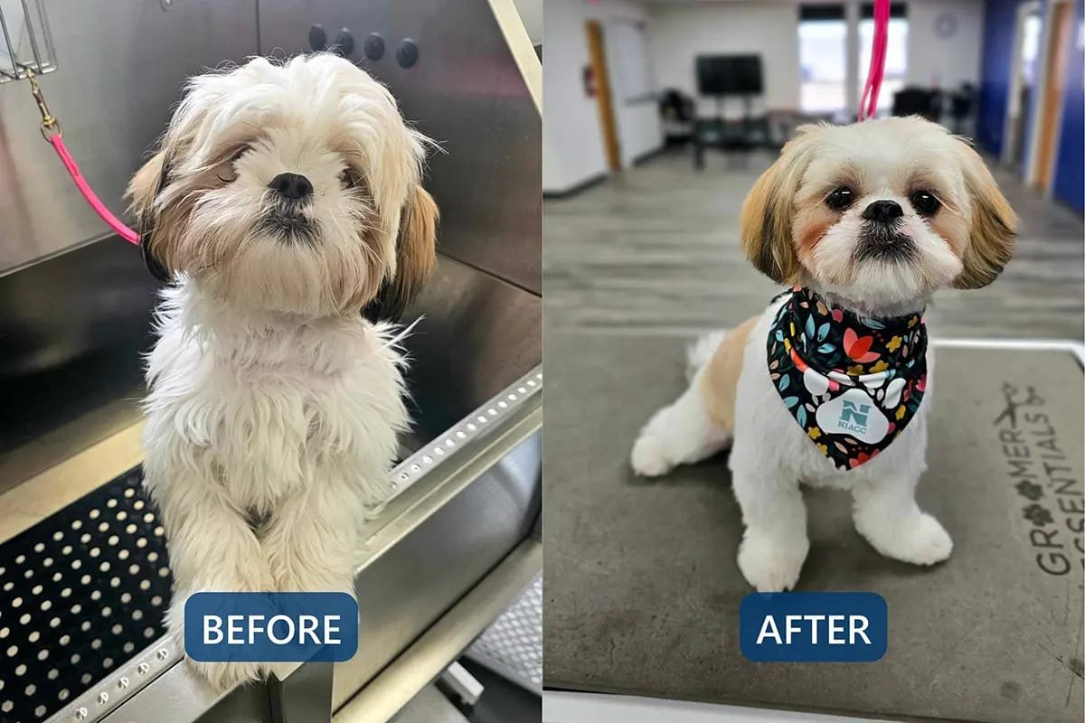 Pet grooming